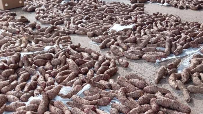 Cajas de otoe son empacadas en las instalaciones de Industrias 4.0.