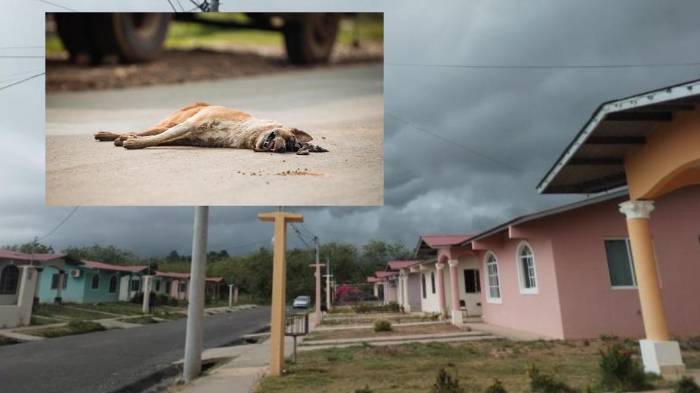 Ocurrió en Coclé: Crueldad animal en su máxima expresión