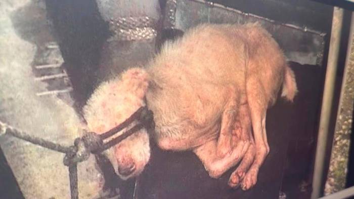 Cuatro perros más se encontraban en el taller oscuro y saturado de precariedad en La Fula