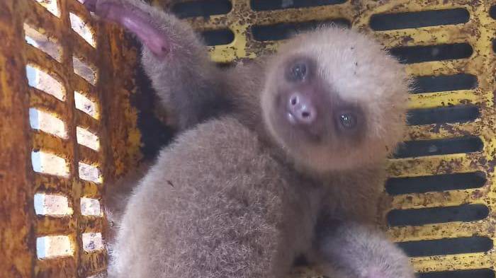 Salvaron a un oso perezoso