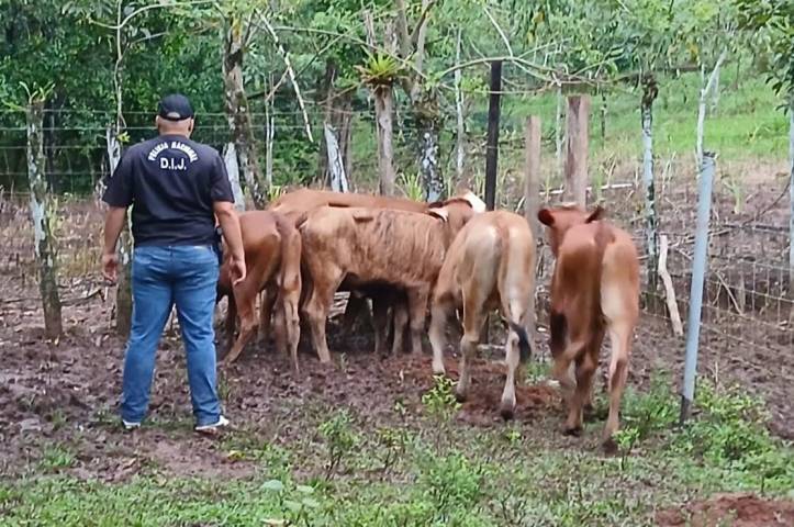 Policía recupera seis novillos con denuncia de hurto pecuario