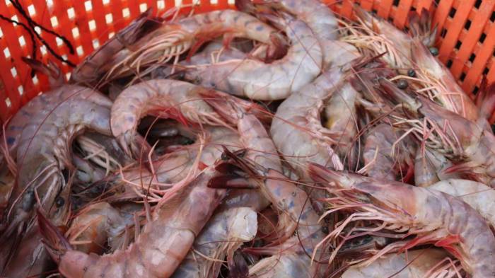 El camarón congelado fue el principal producto de exportación de Panamá durante el primer semestre, con B/.66.1 millones.