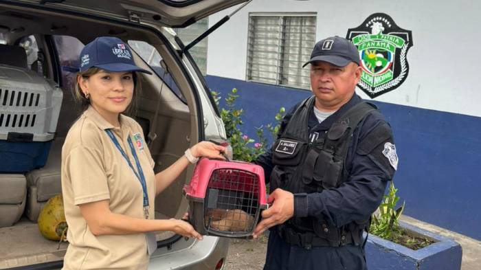 Salvaron a un oso perezoso