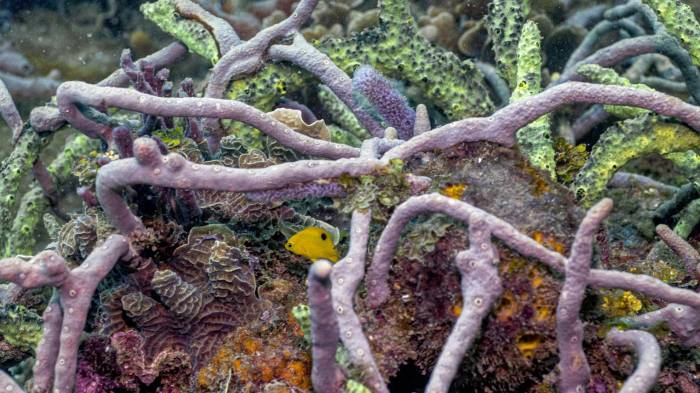 Cada 1 de junio, Panamá se une a la conmemoración del Día Mundial de los Arrecifes.