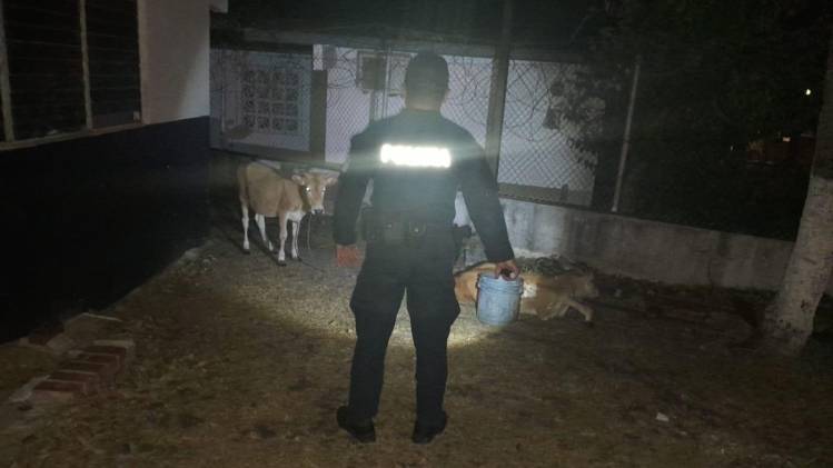 Tanto el hombre como los novillos fueron puestos a disposición de las autoridades competentes.