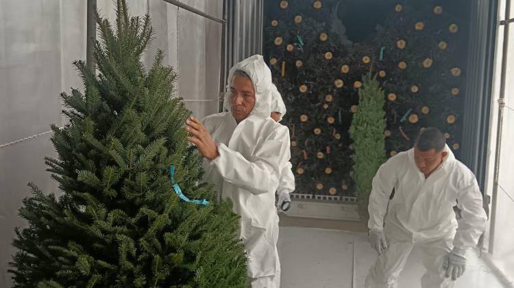 El MIDA proyecta que en total ingresen unos 60 contenedores, cada uno con 500 a 600 pinos naturales.