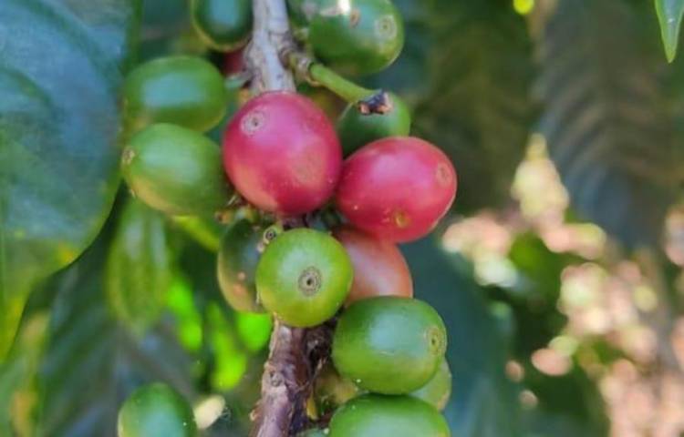 Estudiarán el perfil químico de los aromas y sabores del café panameño