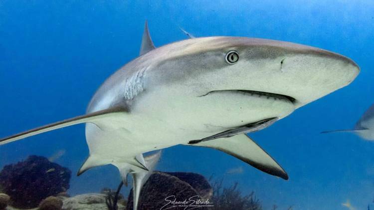 La medida permanecerá vigente hasta que se desarrollen investigaciones científicas por especie.