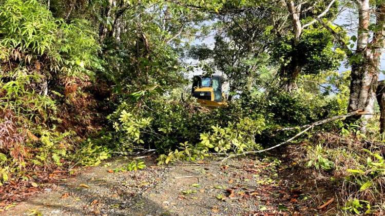 Fuertes ráfagas de viento han provocado la caída de árboles sobre la carretera principal de Madroño.