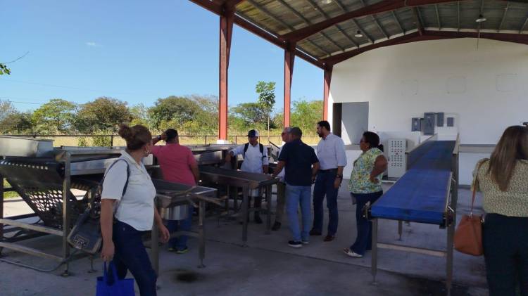 MIDA impulsa la comercialización de la cebolla coclesana