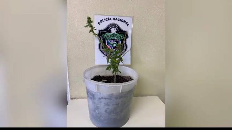 La planta fue decomisada por la policía.