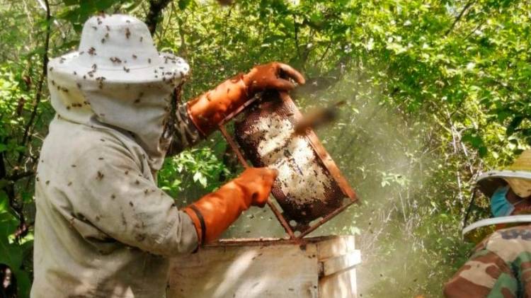 La actividad apícola se incrementa en Panamá. Se producen 63,710 galones de miel de abeja al año.