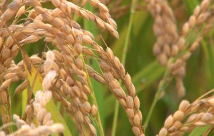 Se trata de la compra de 400 mil quintales de arroz que la entidad compró en agosto de 2018.