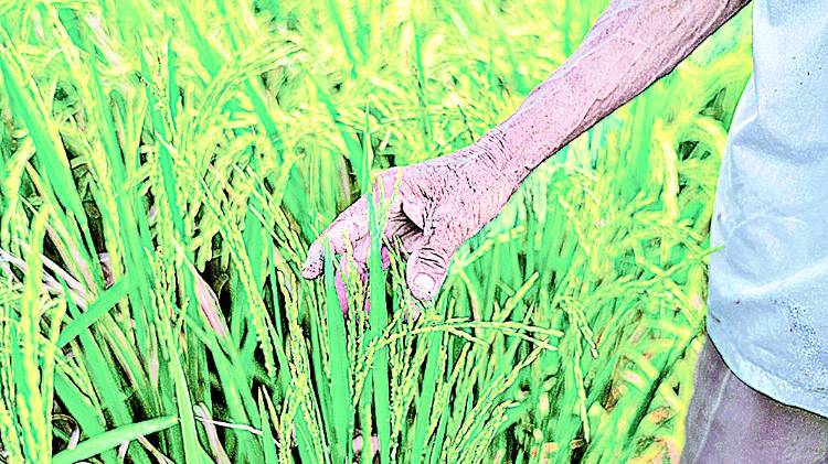 Los arroceros insisten en la necesidad de tomar medidas urgentes.