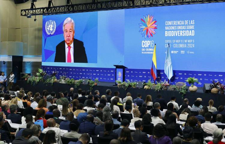 Asistentes a la inauguración de la COP16 observan el video del secretario general de Naciones Unidas, António Guterres, durante la ceremonia de inauguración de la COP16 de Biodiversidad este domingo en Cali (Colombia). EFE/ Mauricio Dueñas Castañeda