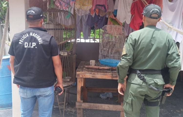 Policía decomisa fauna silvestre en operación en Arraiján