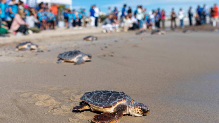 Un grupo de tortugas marinas retornan a su hábitat.