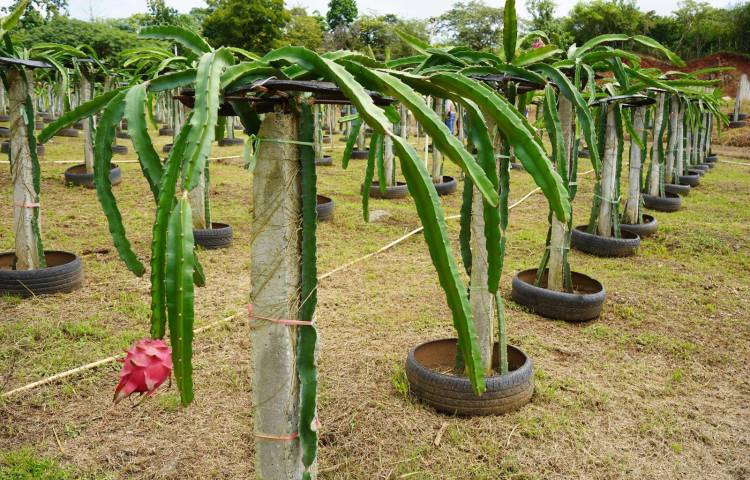 Producción de pitahaya.