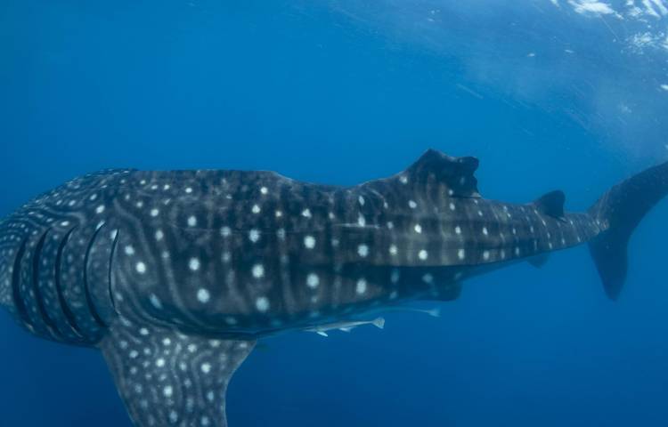 Tiburón ballena con lesión en la aleta dorsal, probablemente causada por la colisión con una embarcación. Crédito: Gonzalo Araujo / Fundación para la Investigación y Conservación Marinas