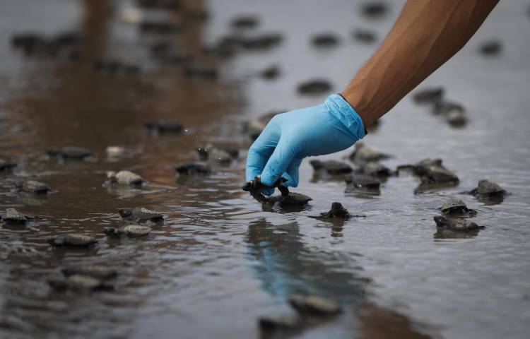 Un voluntario ayuda a neonatos de tortugas Lora marinas (lepidochelys olivacea) tras ser extraídas de los nidos del vivero de la Fundación Tortuguías, para ser liberadas en las costas de Punta Chame, este viernes, a unos 100 kilómetros de la ciudad de Panamá (Panamá). EFE/ Bienvenido Velasco