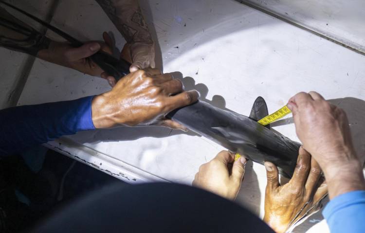 Fotografía cedida el 22 de marzo de 2024 durante las labores de medición y etiquetamiento de tiburones realizadas en la expedición científica llevada a cabo durante seis semanas en las Islas Galápagos (Ecuador) a bordo del barco Arctic Sunrise, de la organización ecologista Greenpeace. EFE/ Parque Nacional Galápagos
