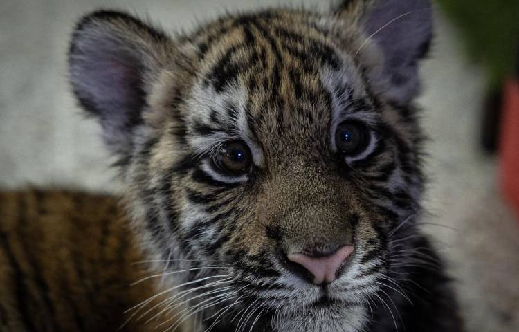 Fotografía de 'Asha', una tigresa de cuatro meses encontrada abandonada en una vivienda, este miércoles en Ciudad de Guatemala (Guatemala). EFE/ David Toro