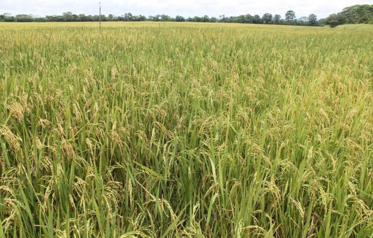 Aumentan pagos en $11 millones a productores de arroz