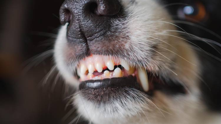 Un testigo mencionó que las mascotas del vecino habían protagonizado incidentes previos, aunque la policía indicó que no existen archivos.