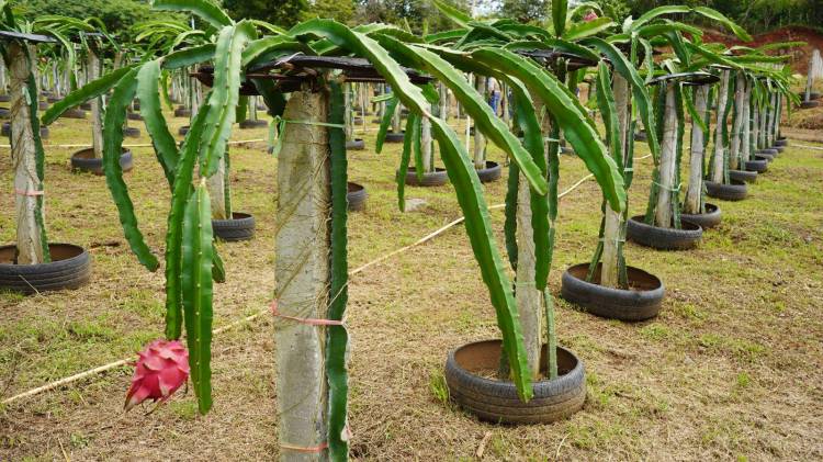 Producción de pitahaya.