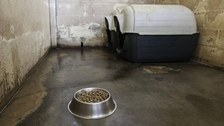 Cuando los agentes llegaron a la casa quedaron impactados por la cruel escena.