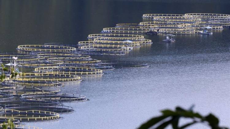 Fotografía de archivo en donde se ven unas jaulas donde se cultiva tilapia.