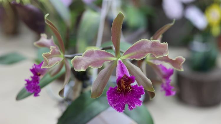 Fotografía del 10 de abril de 2025 de una orquídea durante un certamen para elegir la orquídea ideal, en Boquete.
