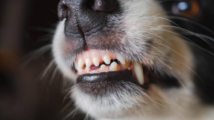 Un testigo mencionó que las mascotas del vecino habían protagonizado incidentes previos, aunque la policía indicó que no existen archivos.