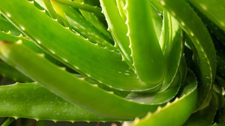 Ilustrativa/ Shutterstock