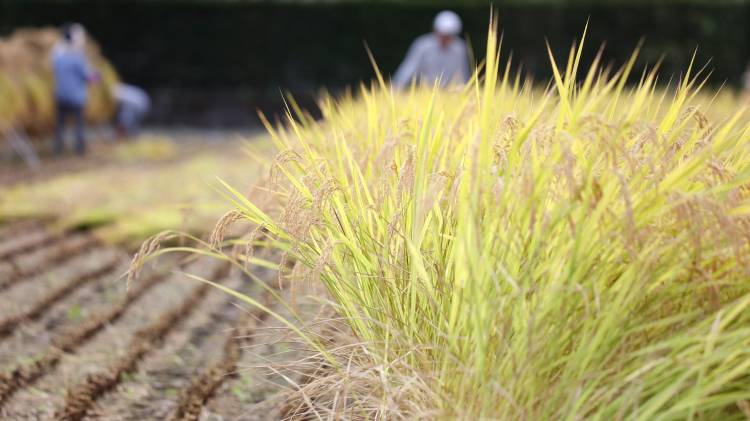 En Panamá, alrededor de 1,400 productores se dedican al cultivo de arroz.
