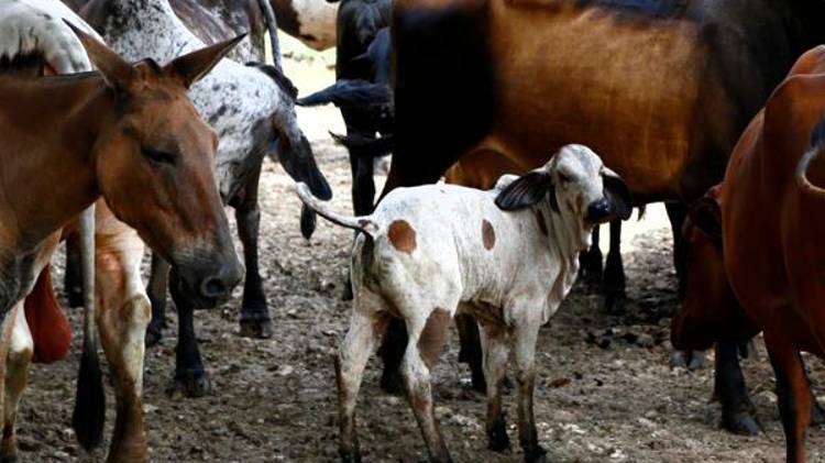 Fotografía del 18 de julio de 2025 que muestra ganado en una finca en Metetí (Panamá).
