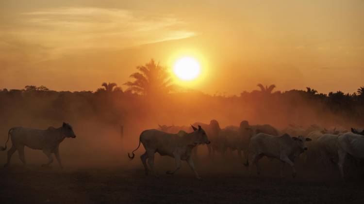 Fotografía del 15 de septiembre de 2025 que muestra ganado en una hacienda en el municipio de São Geraldo do Araguaia, en el estado de Pará (Brasil). EFE/ Isaac Fontana/