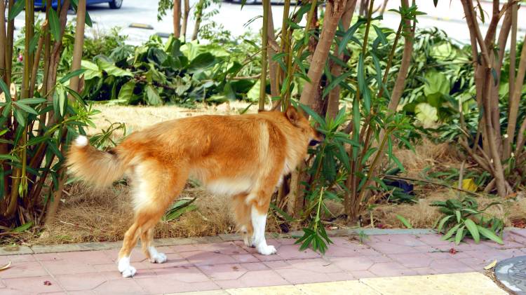 “Es un crimen repugnante y queremos detenerlo antes de que ataque a un humano”, advirtió Nicole Dwyer, capitana de la Policía de Fulton.
