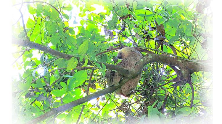 Fotografía de un perezoso o folívoro que habita en nuestros bosques.