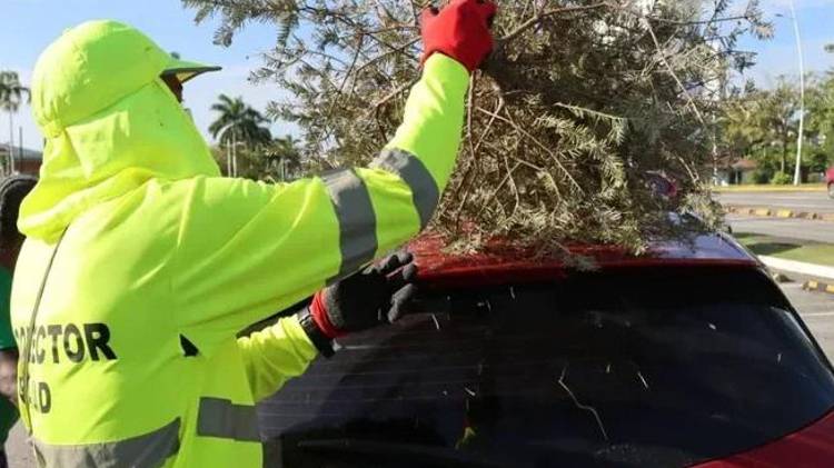 La iniciativa busca que los árboles usados durante las festividades no terminen abandonados en calles.