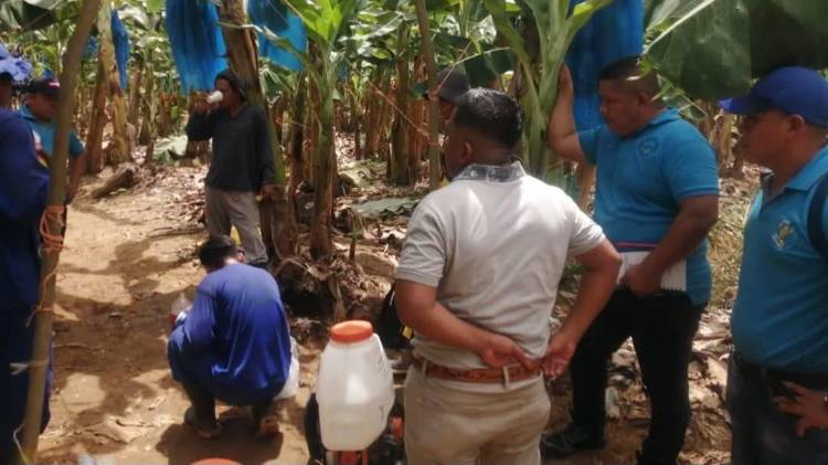 Unos 4,800 trabajadores del sector bananero perdieron su empleo.