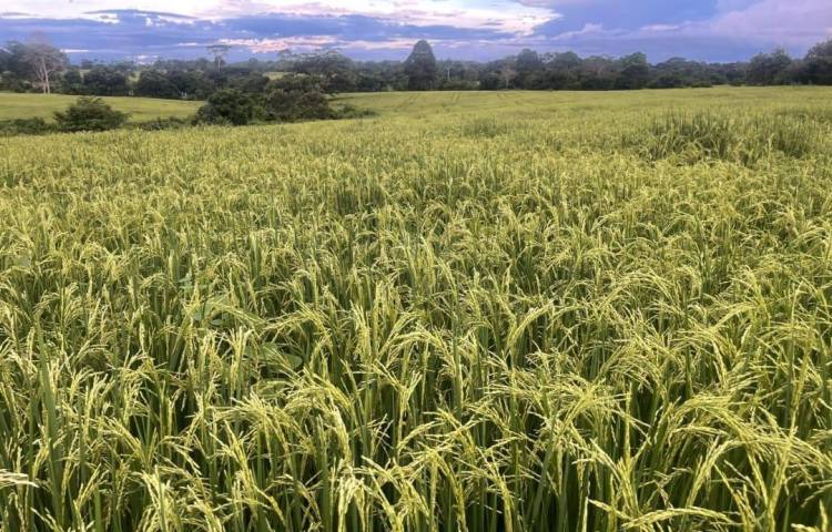 Efectos de lluvias se han dejado sentir en cosechas de arroz en Panamá Este y Darién