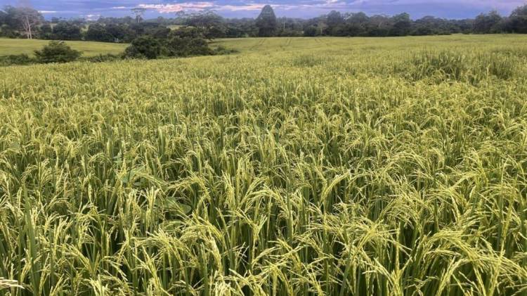 Efectos de lluvias se han dejado sentir en cosechas de arroz en Panamá Este y Darién