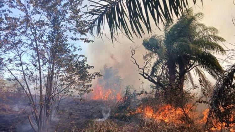 Evita las quemas y no arrojar colillas de cigarrillos.