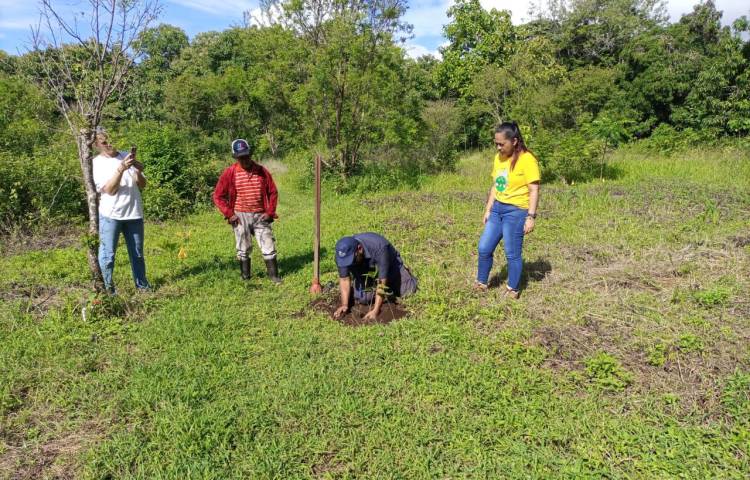 Voluntarios plantan 906 árboles en jornada de restauración forestal