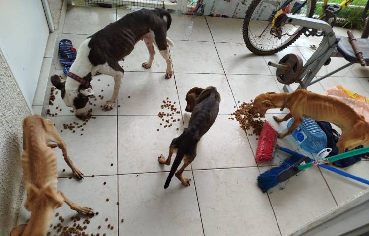 Perros fueron encontrados en pésimas condiciones en una residencia en Pacora