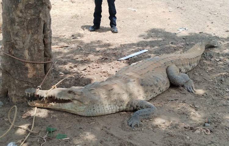 El Ministerio de Ambiente aclara el aumento de avistamientos de cocodrilos en zonas urbanas