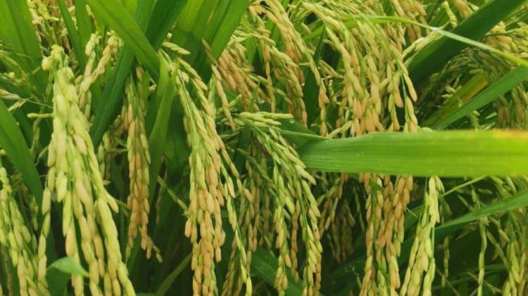 El costo del arroz empezó en 7.50 balboas por quintal, luego subió a 9.00 balboas y posteriormente a 16.00 balboas.