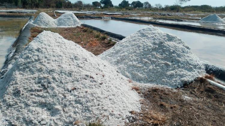 Las lluvias y el frente frío han ocasionado atrasos en la producción