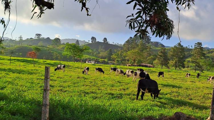 Ptetenden ayudar a los pequeños productores de leche por medio de diferentes tecnologías.